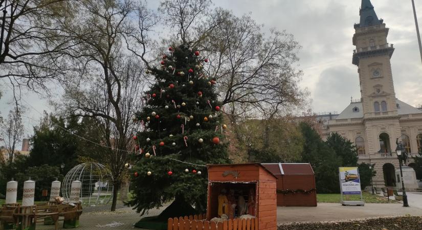 A Mátyás utcáról érkezett a Kossuth térre Vásárhely 9 méteres karácsonyfája