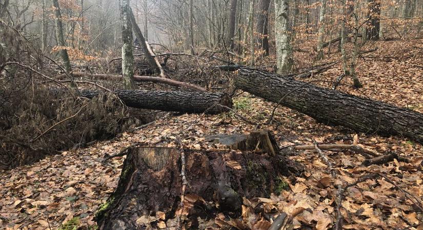 Lopják az erdőt Háromszéken: tetten érték a fatolvajokat