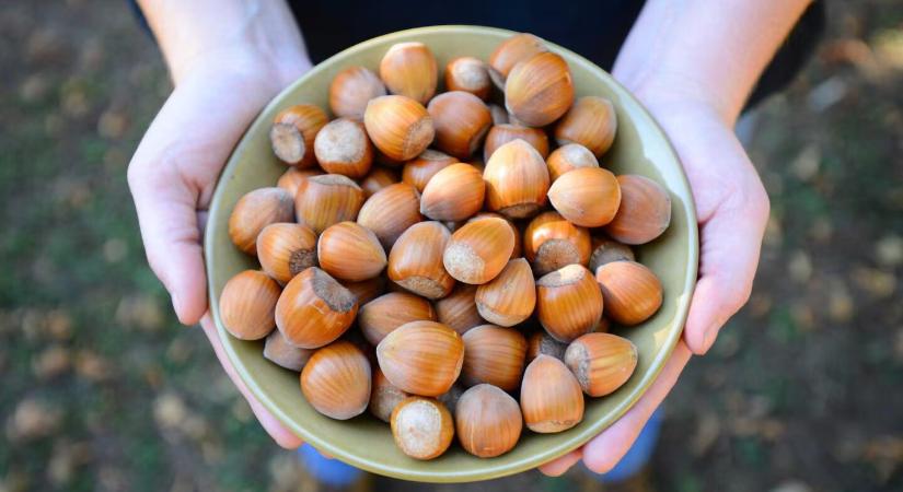 (EN) Ferrero invests in hazelnut sourcing as it grows US production