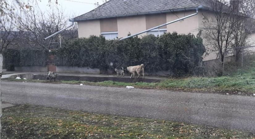 Különös teremtmény csatangolt a nyílt utcán – beindult a helyiek fantáziája