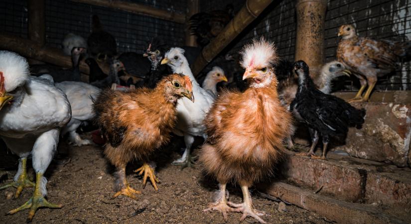 Már Magyarországon is nyomon követik, hogy fertőz-e emlősöket a H5N1 madárinfluenza