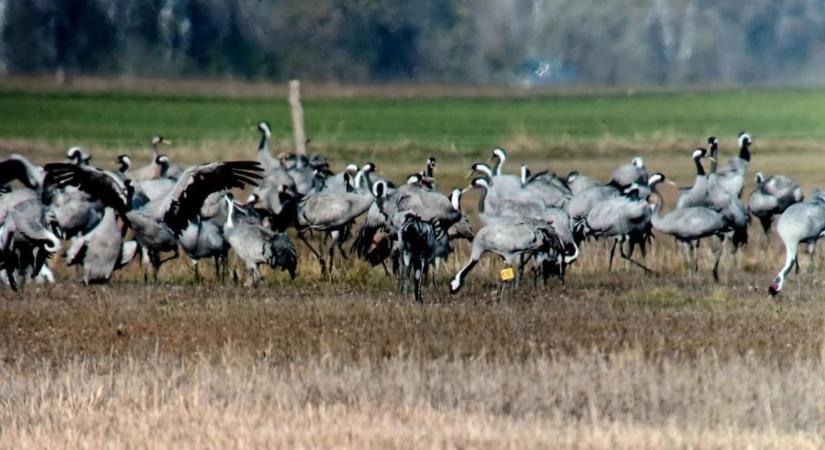 Elképesztő távolságról érkeztek a kiskunsági pusztákra ezek a gyönyörű madarak