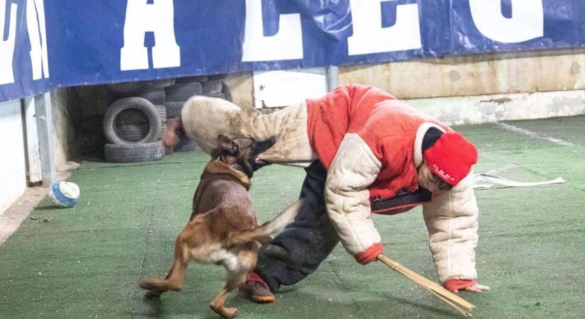 Kutyatartás felelősen - ebnek is jár tető a feje fölé (galéria, videó)