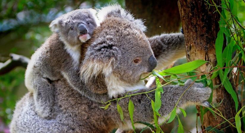 Ezek a jelek mutatják, ha koala-szülő vagy