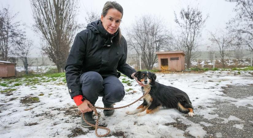 Éhezés és kín Vasban, szeretet és törődés Miskolcon - Lays és Chio új élete (Fotók, videók)