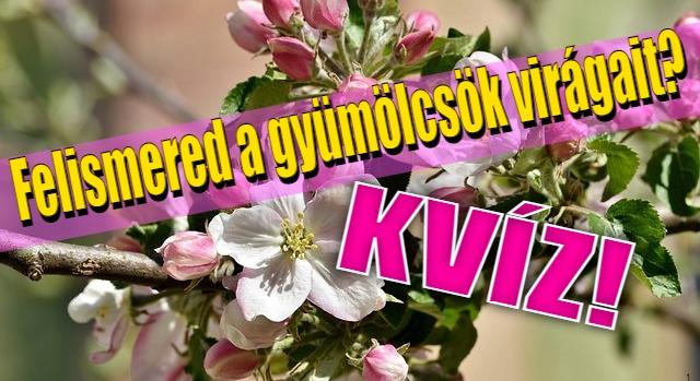 Kvíz: Felismered melyik gyümölcs virágzását látod?