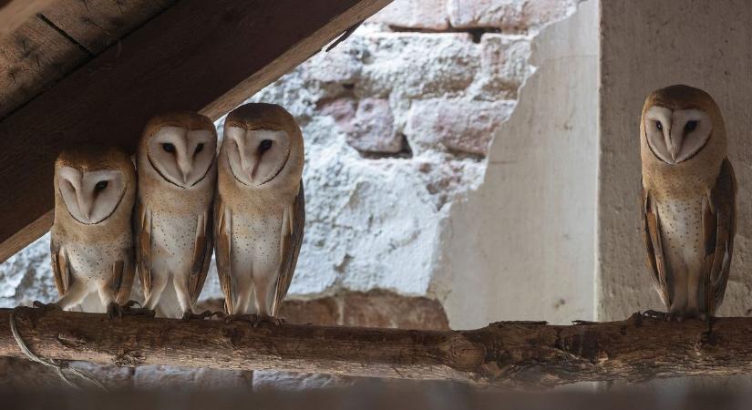 Bükki gyöngybaglyok titkos életét mutatja meg a nyertes fotó