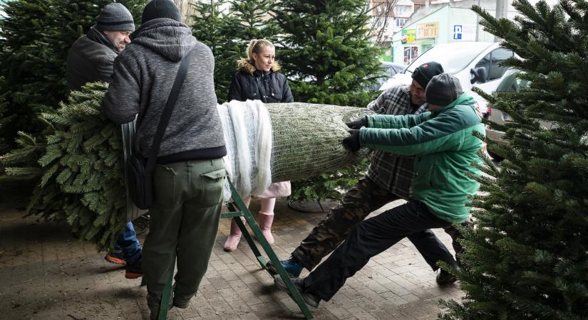 Elindult a karácsonyfaszezon: ennyit drágultak idén az árak