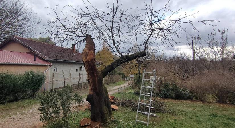 Menthető még a beteg öreg cseresznyefa?