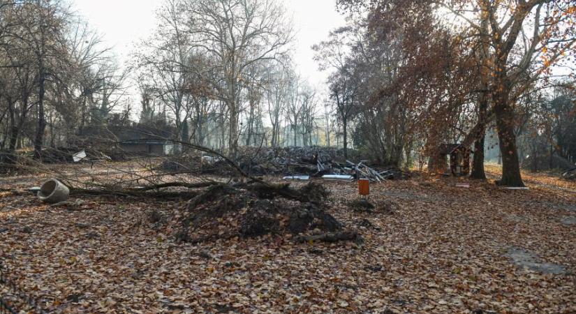 Lopakodó erdőirtás: 155 fát vághatnak ki a Római Camping területén úgy, hogy a tulajdonos Óbudai Egyetem még nem tudja, mit építene oda