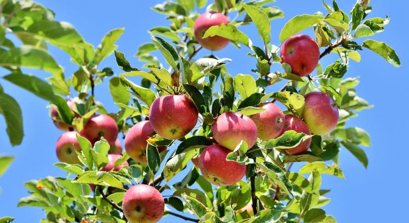 Bioélelmiszereket ehetnének az iskolások