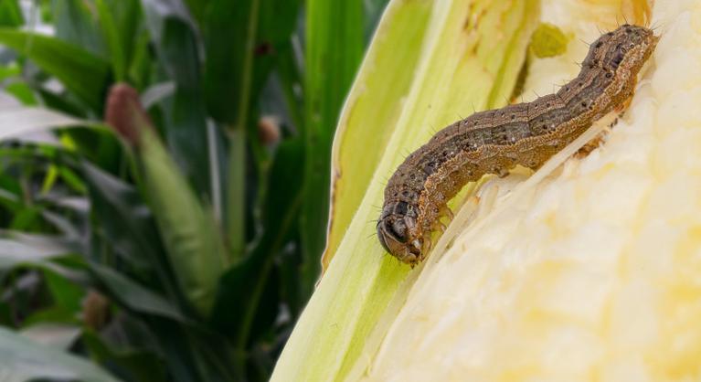 Új kártevőre hívta fel a figyelmet a Nemzeti Agrárgazdasági Kamara