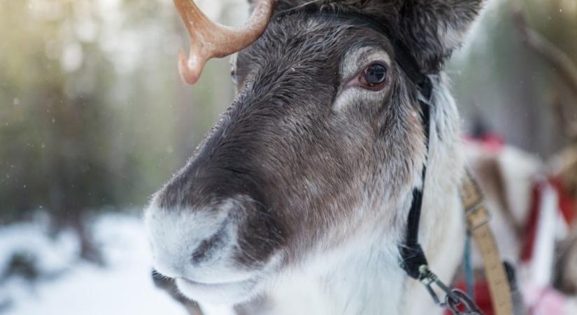 Állatokat fertőző vírus miatt kellett átírni egy adventi vásár programját