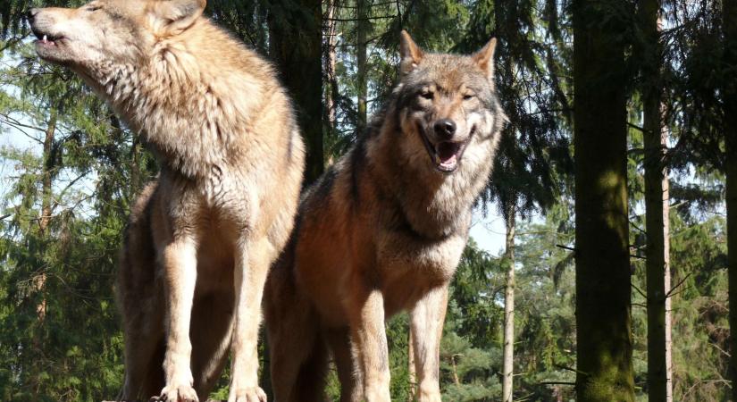 Szabadabban lőhetnék ki a farkasokat, de a szakértő szerint ez inkább árt mint használ