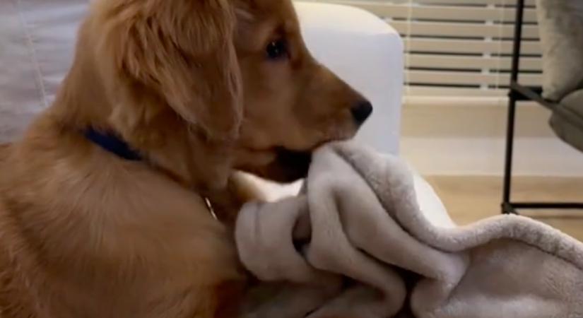 Először lát a kiskutya egy másik golden retrievert: a reakciója szíveket olvaszt - Videó