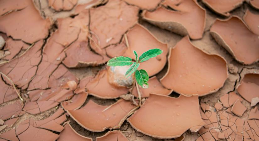 Biodiverzitás Konferencia: 300 milliárd euró kárt okoznak évente a Földet sújtó szárazságok