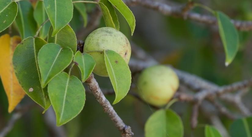 Klímaváltozás: A világ leggyilkosabb fája nálunk?