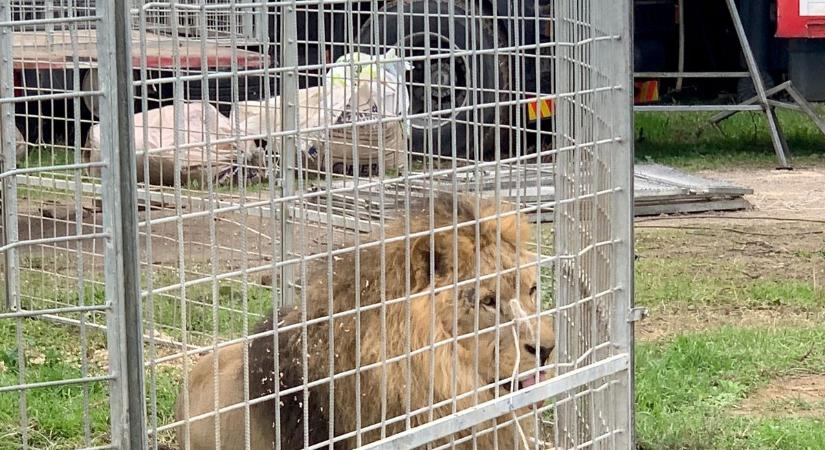 Tizenkét oroszlánt mentettek ki állatvédők egy cirkuszból