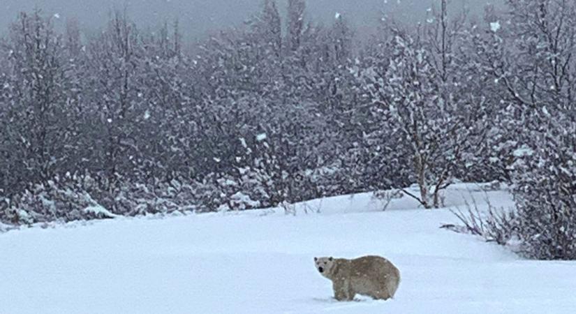 Nekiment a jegesmedvének a kanadai férfi, hogy megvédje a feleségét