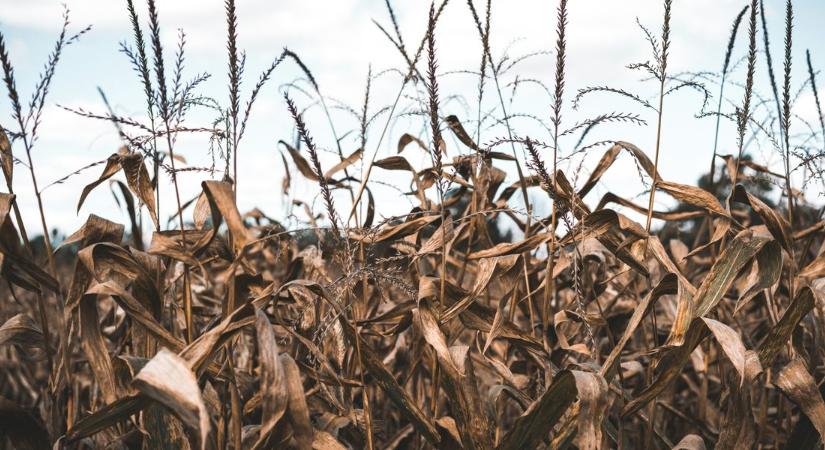 Kijött a jelentés, betett az aszály a hazai agráriumnak