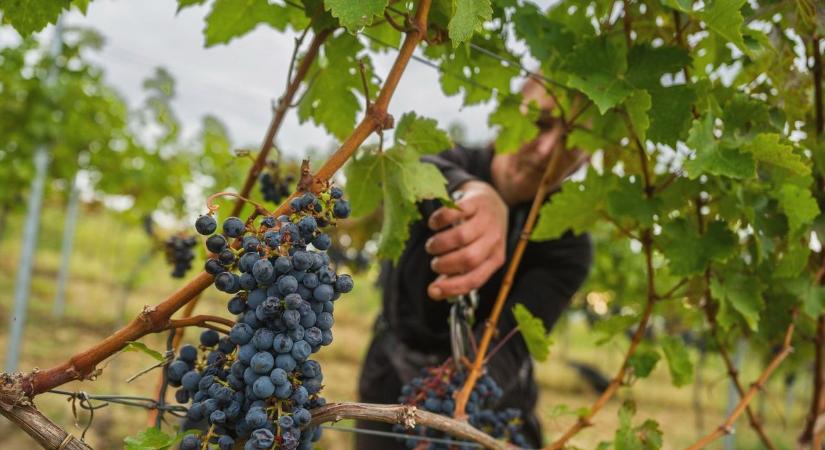 Hegyközség: a bortermelők árat emelnének, de a multik ezt blokkolják