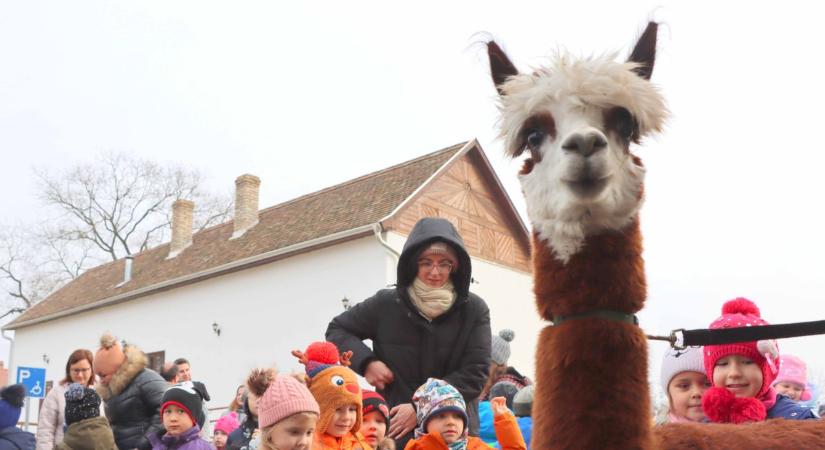 Alpaka érkezett Ásotthalomra – galériával