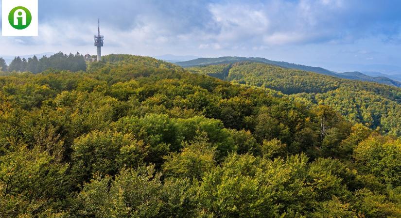 Érkezik az erdészeti génmegőrzés támogatása