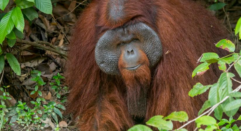 Több lövést is kapott Vivy, az orangután, de újra teljes életet élhet