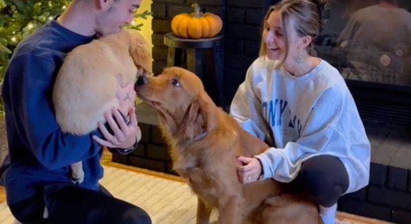 Először találkozik kölyökkutyával a golden retriever: a szívek nem sokkal később hevesebben kezdenek verni - Videó