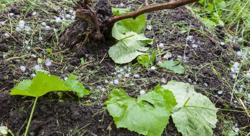 Egy orosházi férfi azzal fenyegette az agrárkamarát, hogy ha nem fizet neki 22 milliót, feldühödött gazdák fogják szétverni a jégkármérséklő rendszer generátorait