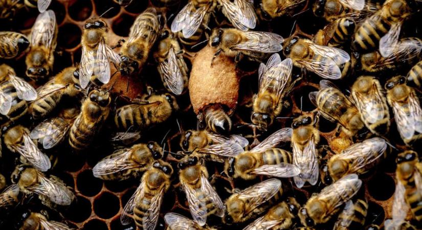 Több mint tízezer méh szabadult ki egy kiskunhalasi balesetben
