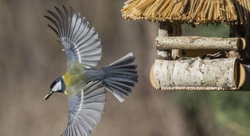 Madáretetői idill, hívatlan látogatókkal