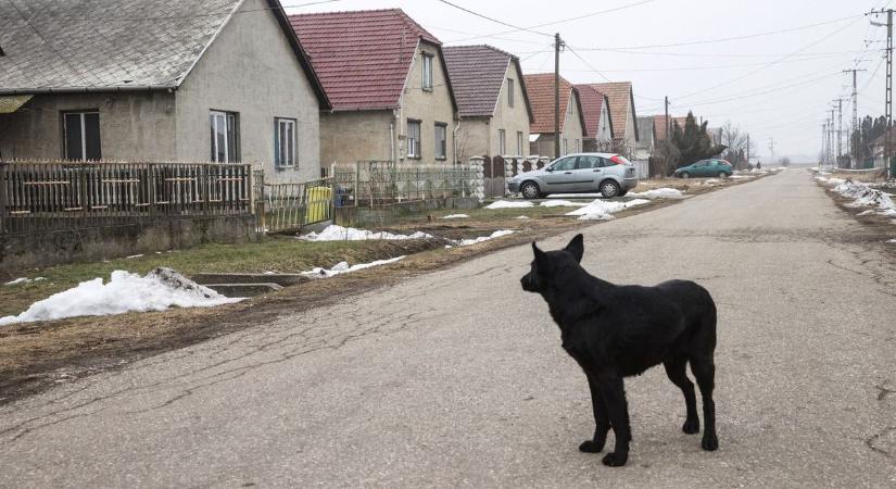 Agresszív állatok törtek be a tiszaszentimrei utcákba, menekülőre fogták a helyiek