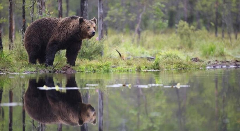 Ismét felbukkant a bükki barnamedve  videó