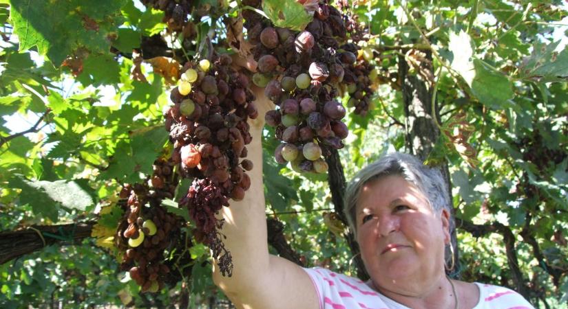 Tápanyaghiány pusztít a homokhátsági szőlőhegyeken