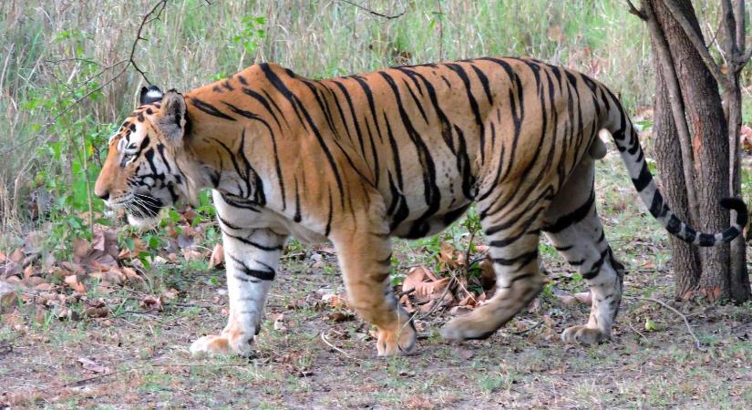 Szörnyű tragédia: megölt egy tigris egy állatkerti gondozót