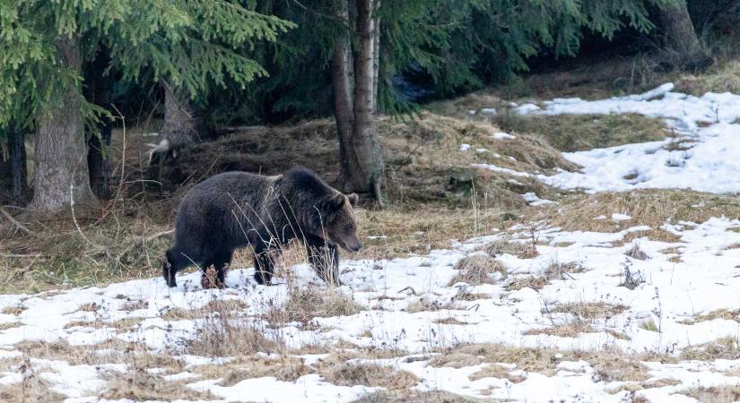 Döntött a bíróság: Háromszéken folytatódhat a medvevadászat