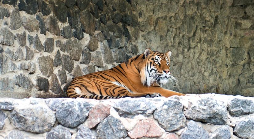 Tigris tépett szét egy gondozót az állatkertben