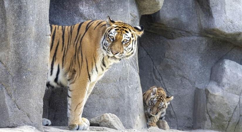 Széttépte gondozóját egy tigris az egyik román állatkertben