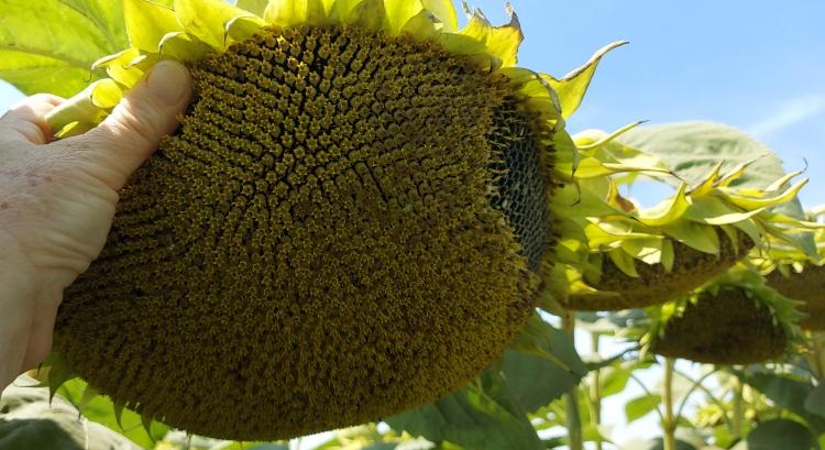 Több mint 5 tonnás termésátlag a Syngenta versenyén