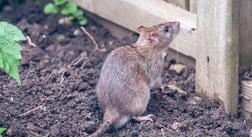 Patkányok lehetnek a magyar kertekben: így védekezz hatékonyan, pár apró trükkel!