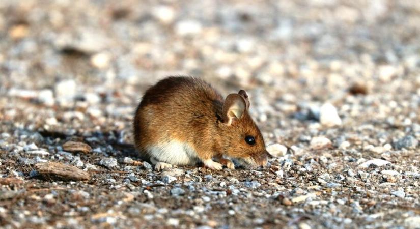 A sivatag túlélője, az egyiptomi tüskésegér házikedvencként tartható