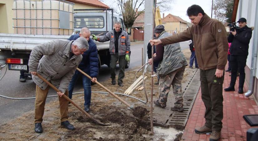 Zöldebb jövő Csanyteleken: huszonöt fát ültettek