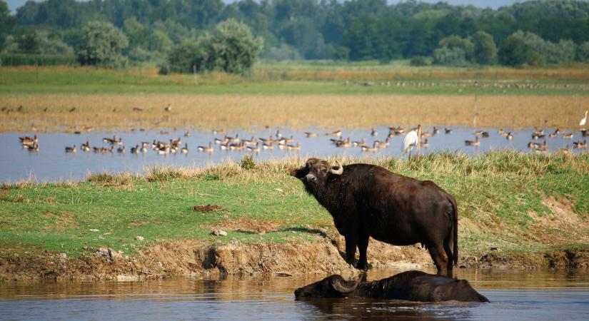 Gólyamenedékház és látogatóközpont épül a mórahalmi Nagyszéksós-tónál