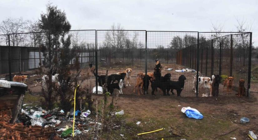 Borzasztó körülmények között tartottak kutyákat egy illegális szabadkai menhelyen (Fotók)