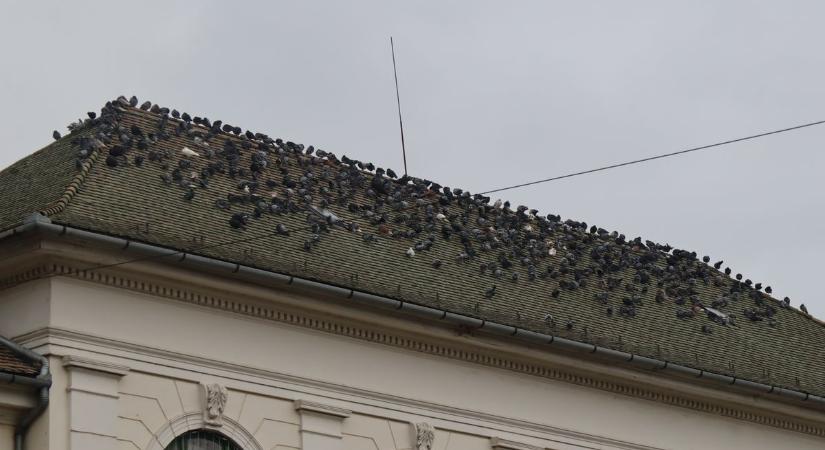 Ritkítják a galambokat Makón