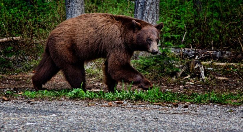 Videó: Itt van a Bükkben kóborló medve