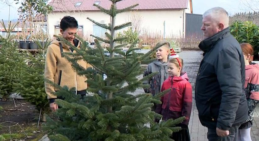 Besenczi Árpád a nejével és négy gyerekével mindig együtt választ fenyőfát: „Ez már hagyomány!”