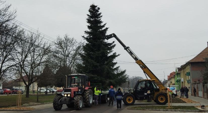 Megszületett a döntés, ez a fa díszíti ezúttal Tiszaföldvár főterétf