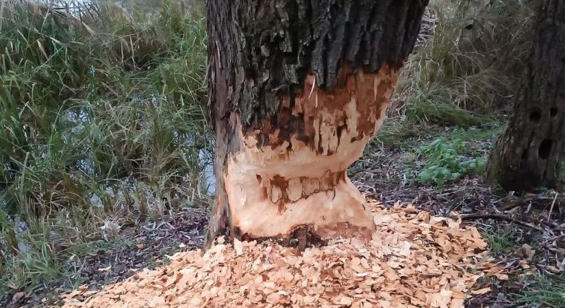 Hódok pusztítanak a Szekszárd melletti népszerű kirándulóhelyen